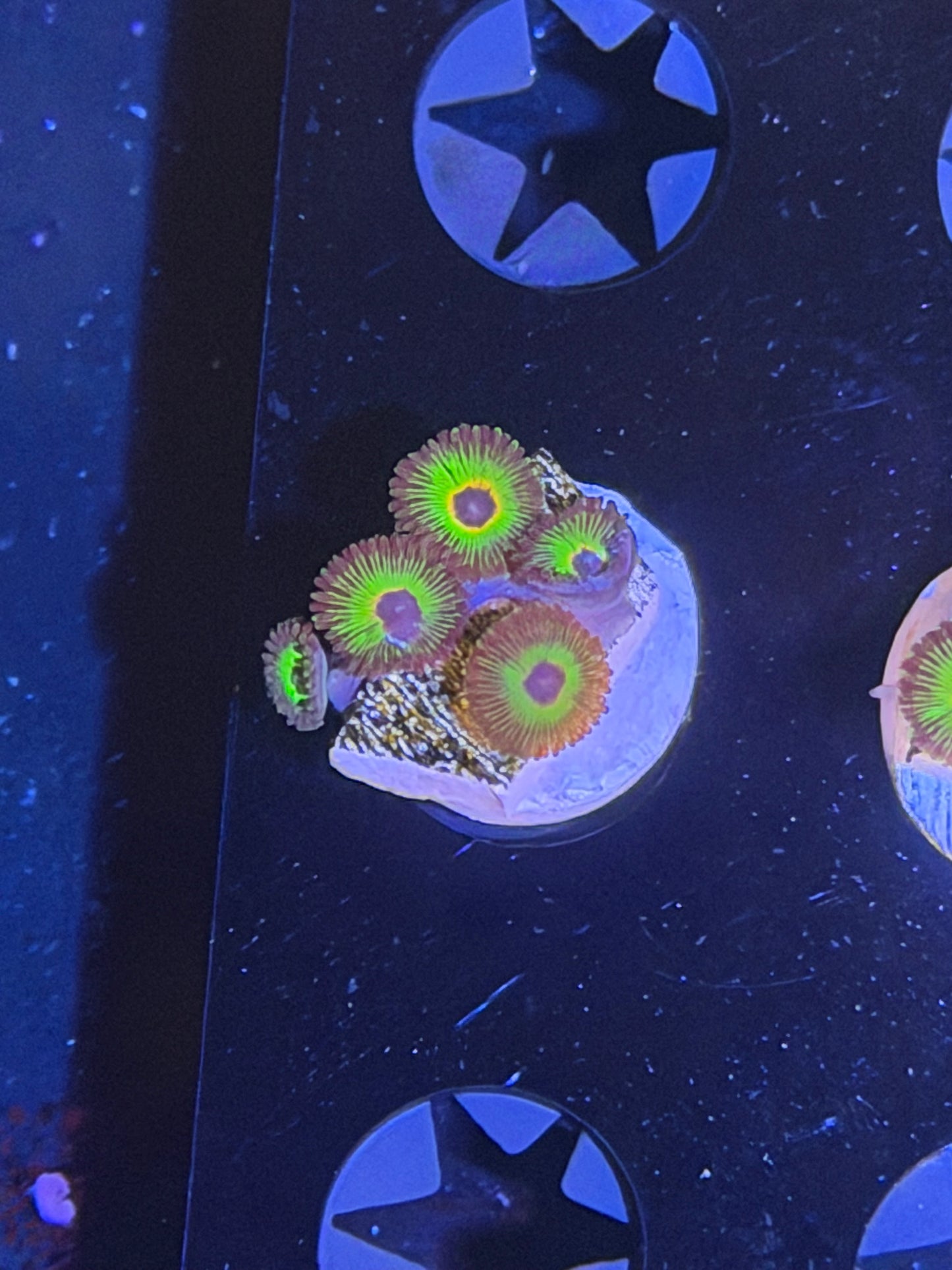 CKL Bob Marley Zoa Frag #2