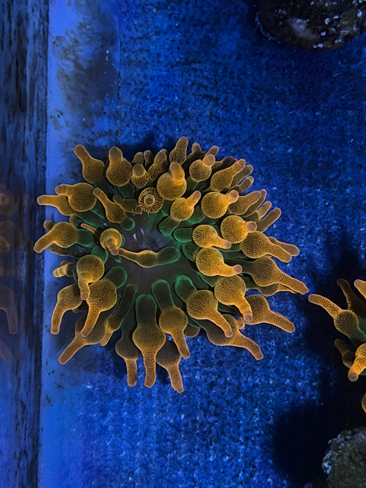 CKL Rainbow Bubble Tip Anemone