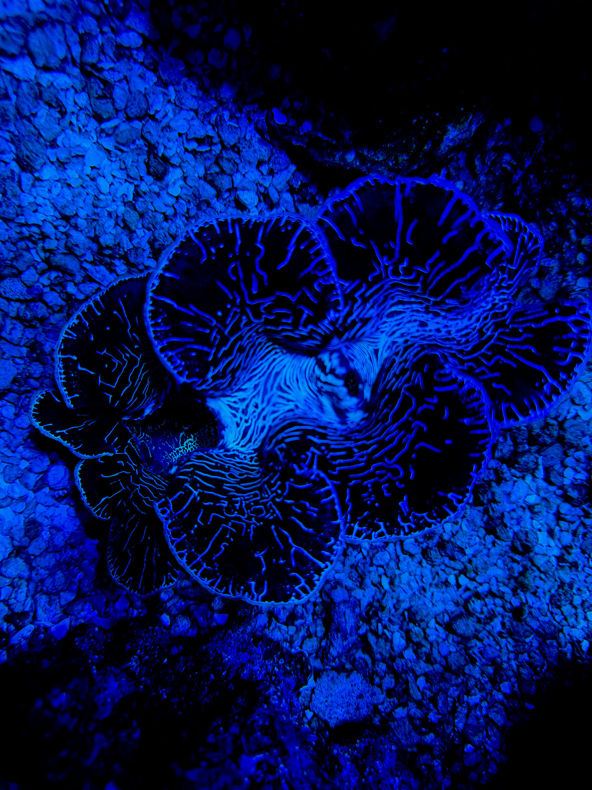CKL INSANE 5”+ Maxima Clam