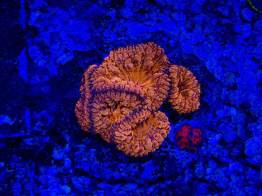 CKL Blood Moon Blastomussa Mini Colony
