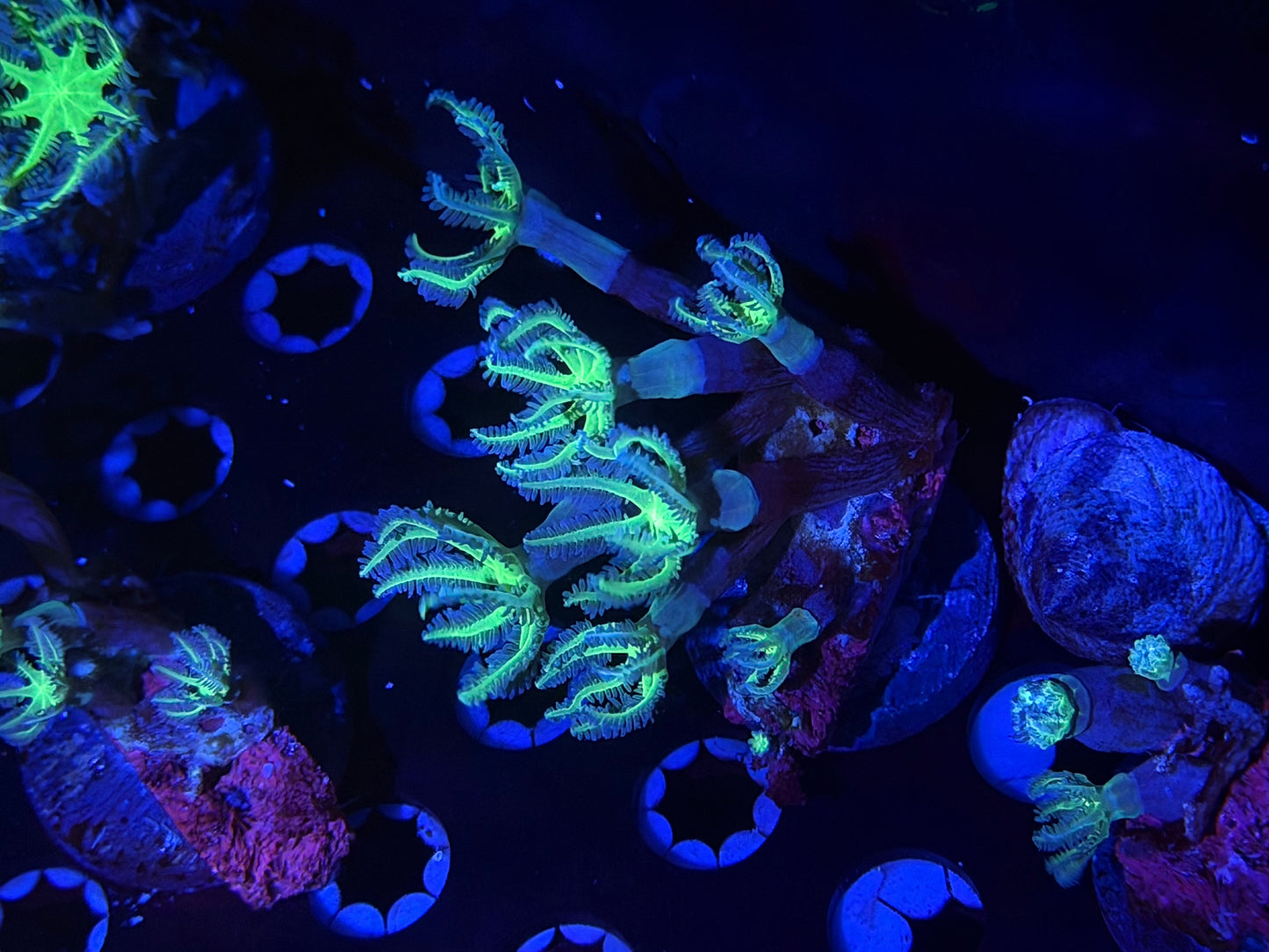 CKL Unique Star Polyp Frag #1
