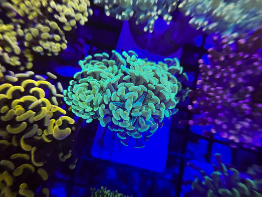 “Mint” Hammer Mini Colony