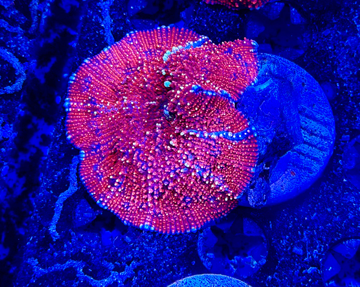 CKL INSANE Interstellar Shroom