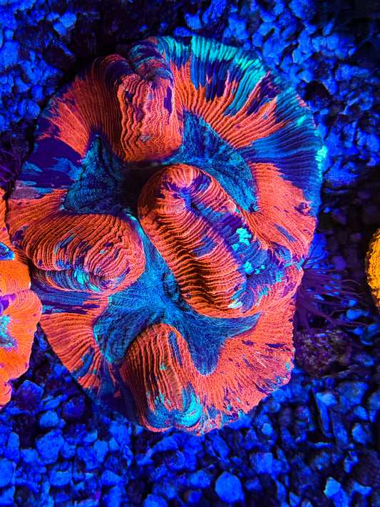 CKL Ultra Trachyphyllia