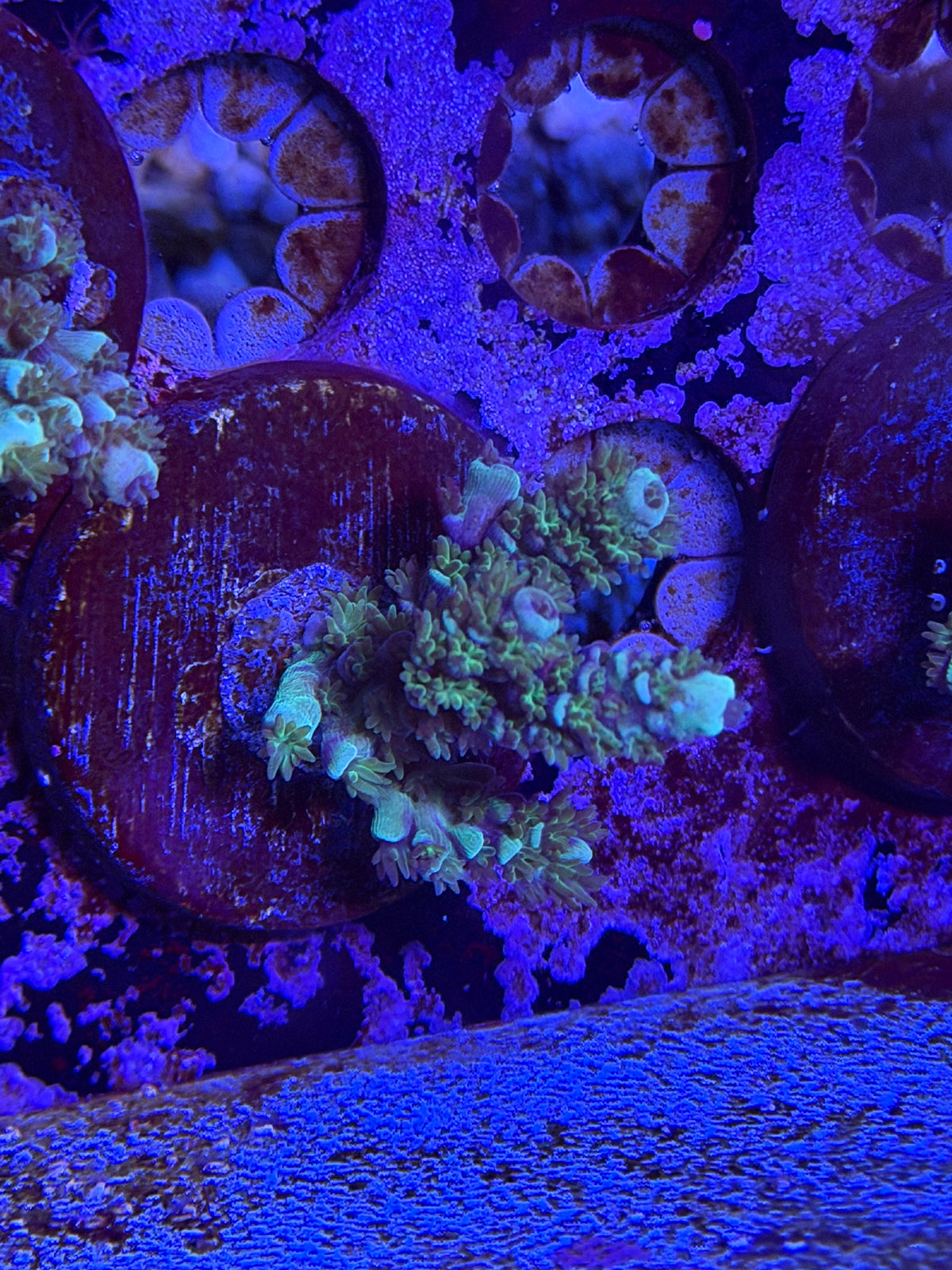 CKL Deep Blue Z Acropora Frag #1