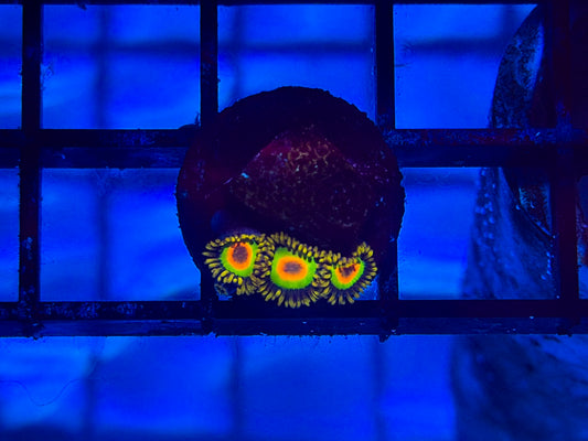 CKL Rasta Zoa Frag