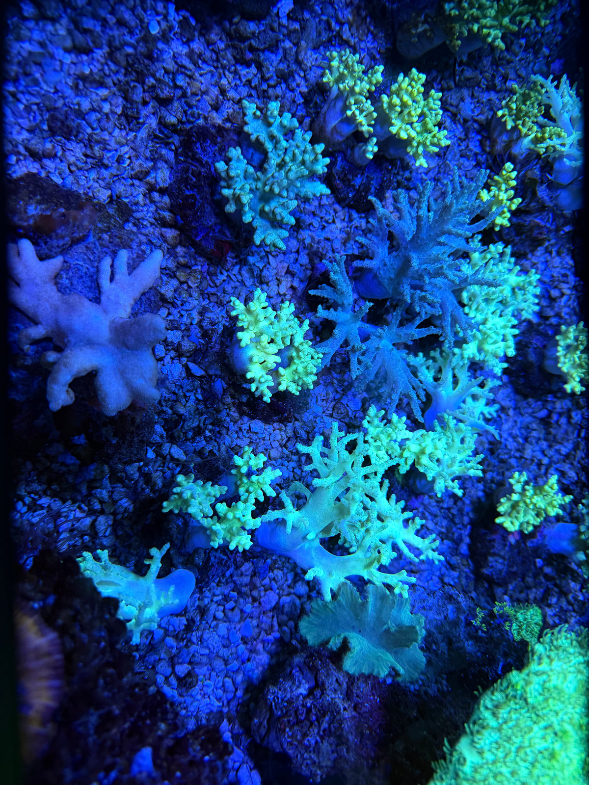 CKL Sinularia Mini Colony
