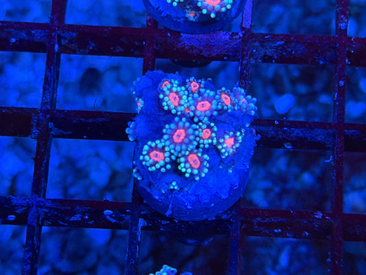 CKL Sakura Goni #2