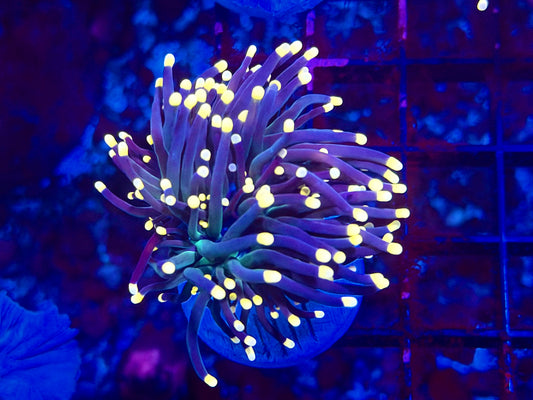 CKL GlowLight Torch Frag #1