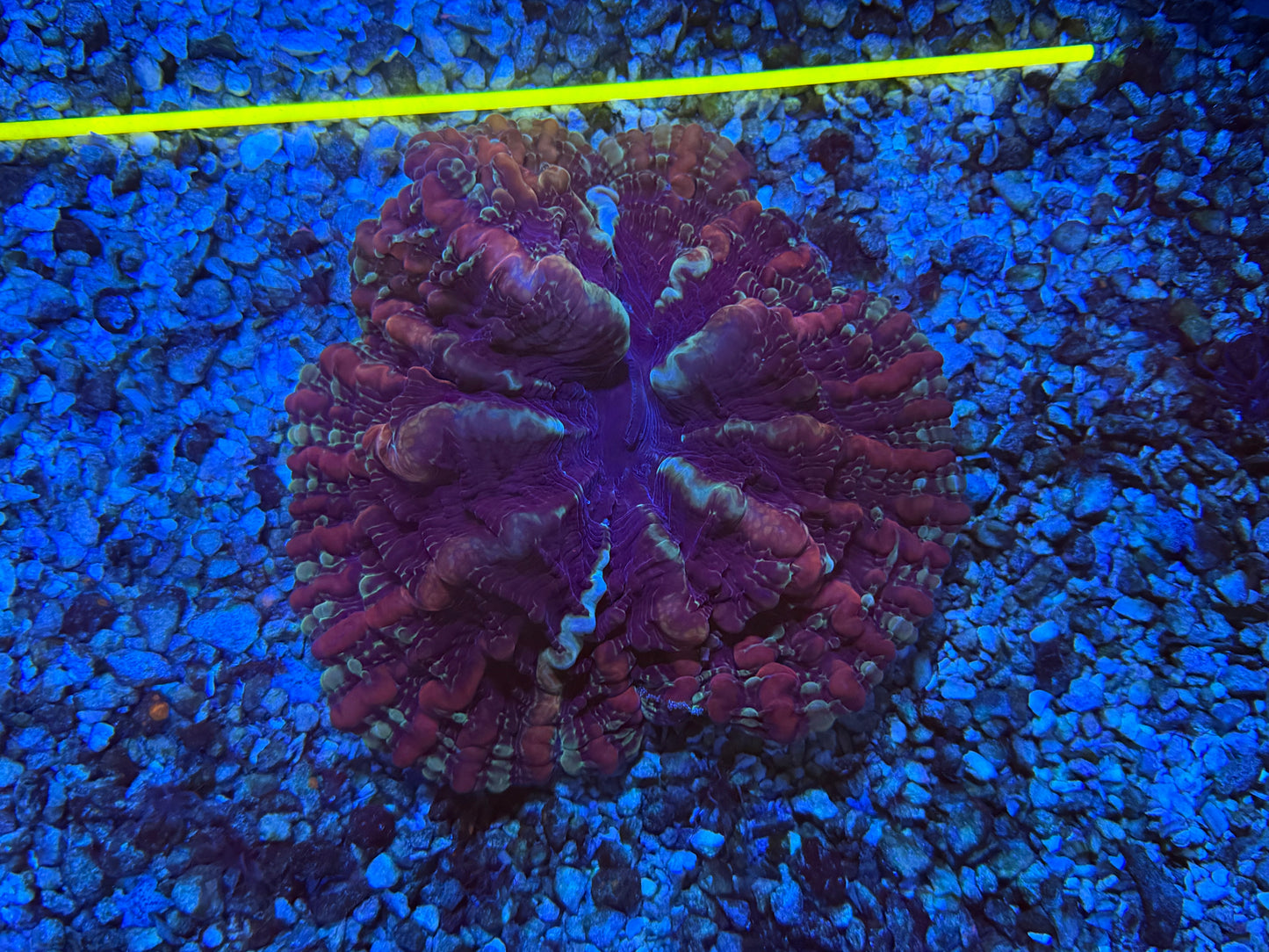 CKL ULTRA Indophyllia #1