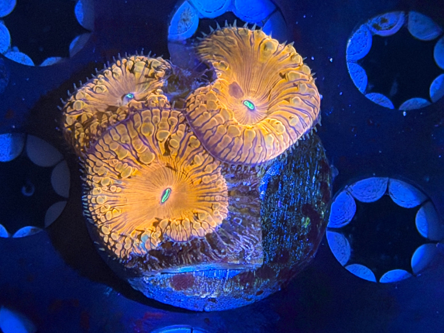 CKL Rainbow Blasto Frag #2