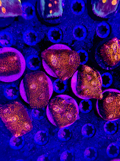 CK Ultra Chalice Pack