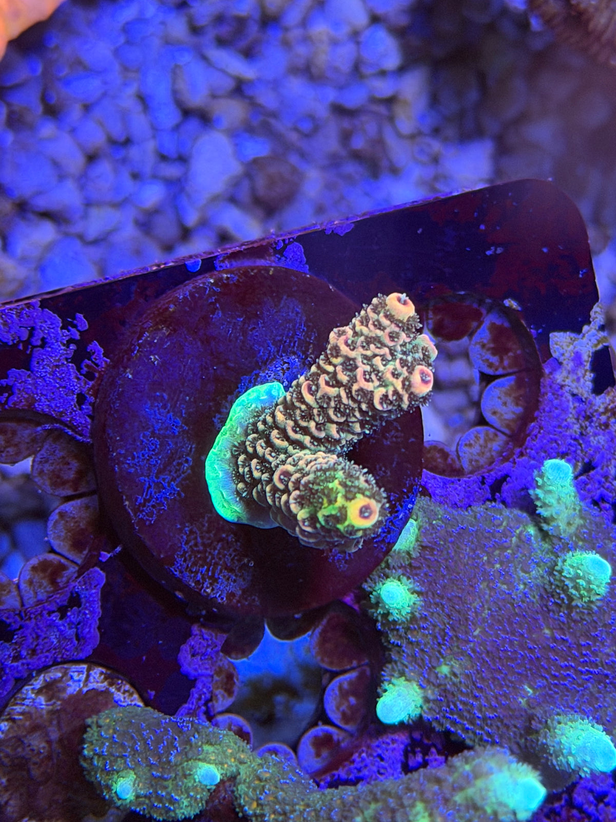 CKL “Strawberry Sunshine” Acropora Frag