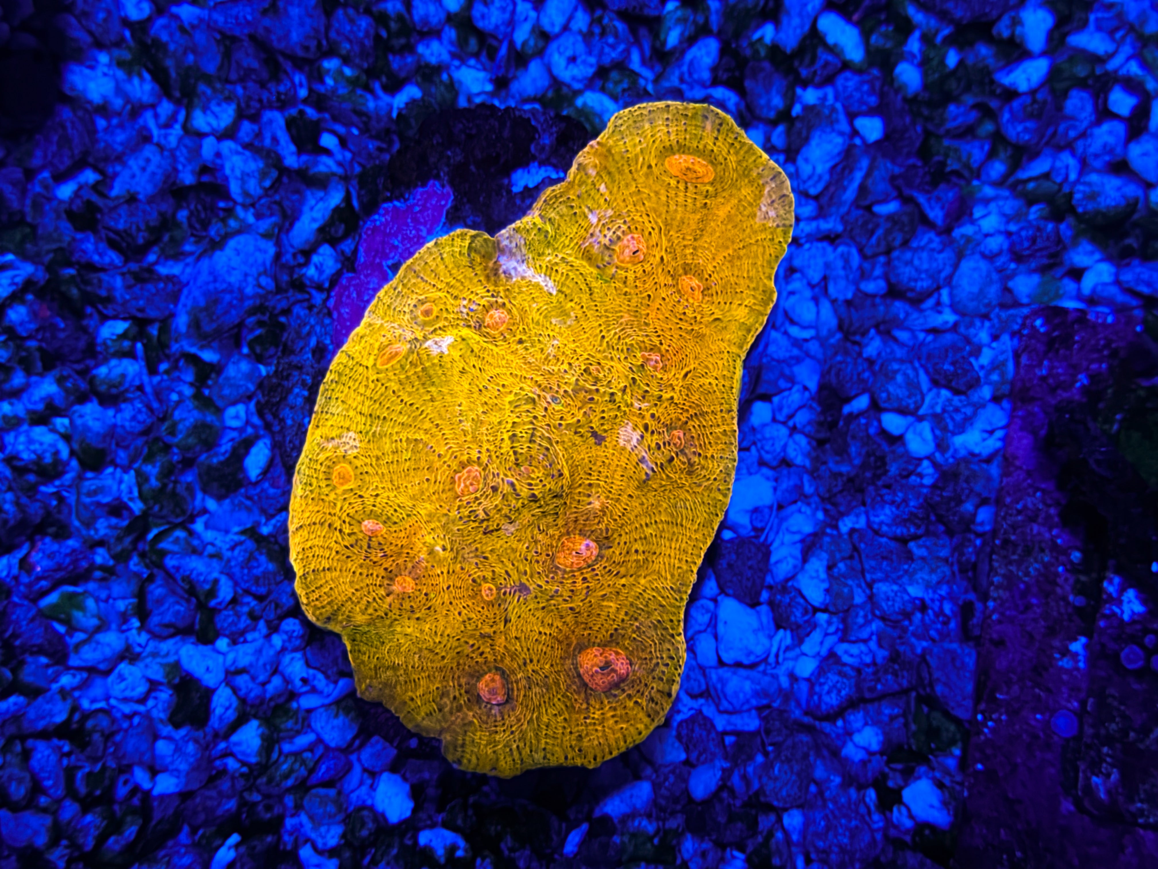 CKL “Orange Tang” Chalice Colony – Coral Kings LLC