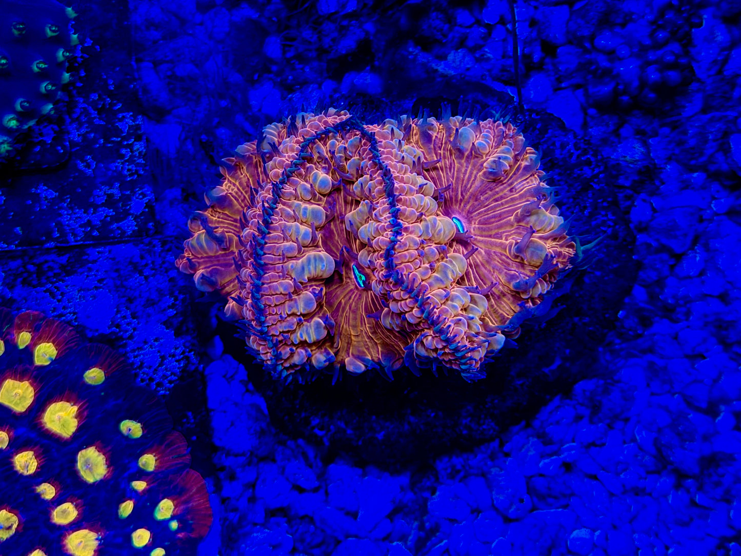 CKL Ultra Unique Blasto Mini Colony