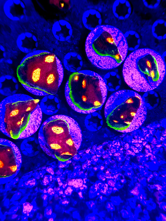 JF Crazy Fox Chalice Frag