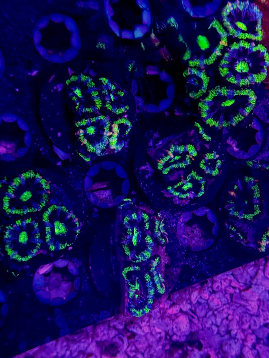 CKL Green Monster Acan
