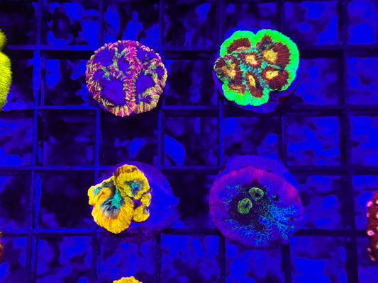 Ultra LPS Collector Starter Frag Pack