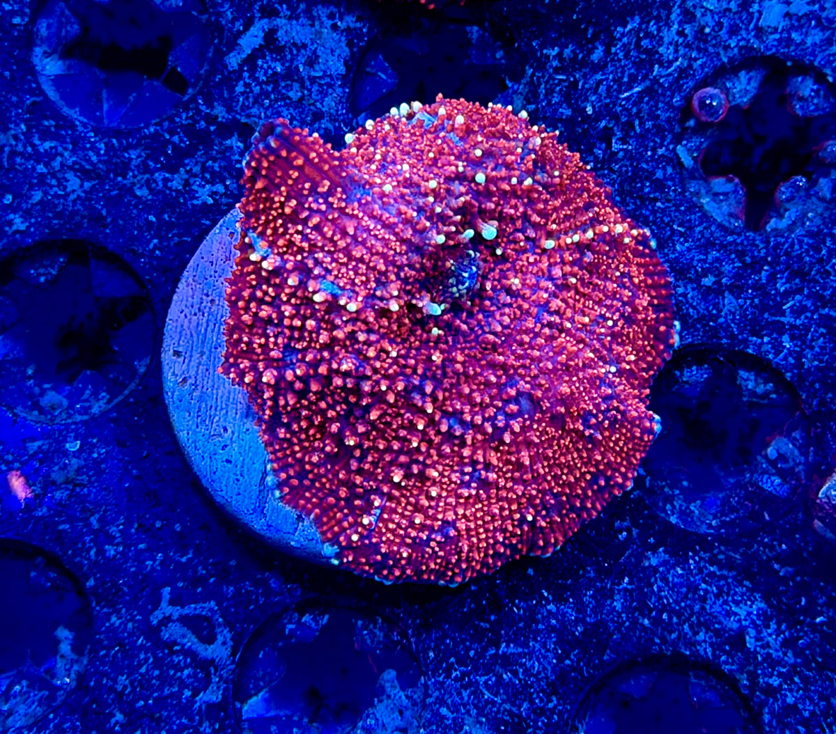 CKL INSANE Interstellar Shroom #3