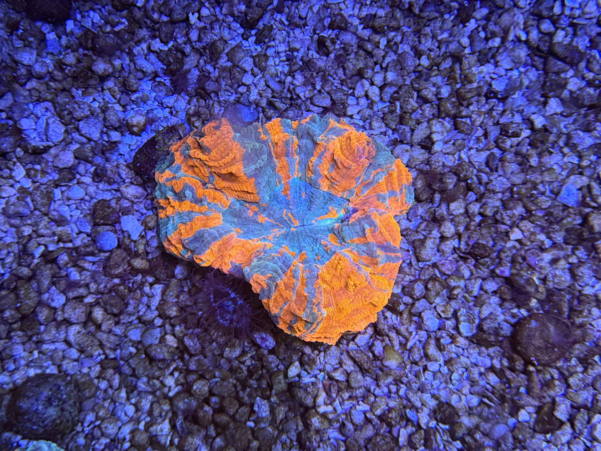 CKL Rainbow Acantho #4