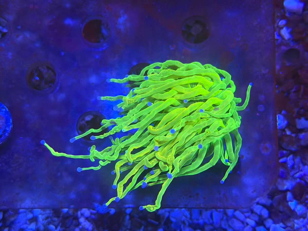 CKL Holy Grail Frag #2