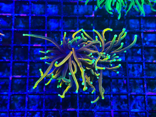 CKL Ultra Rainbow DS Torch