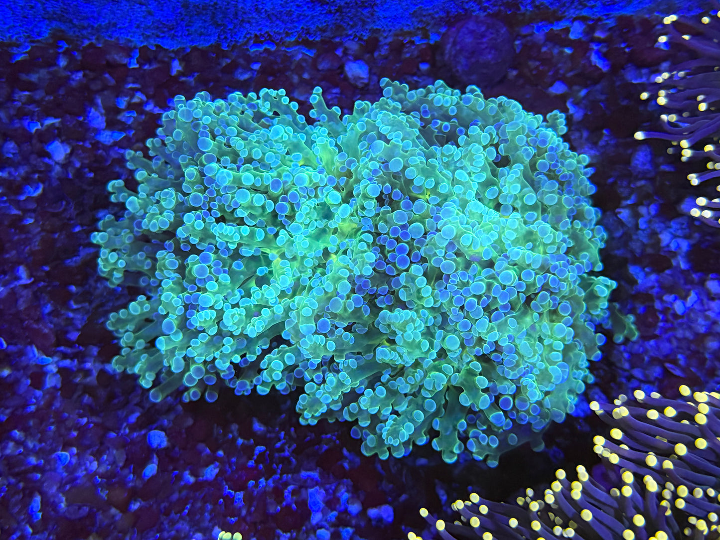 CKL Tri Color Octospawn (INSANE)