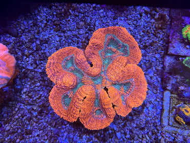 CKL Orange Rim Lobo (HUGE)