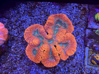 CKL Orange Rim Lobo (HUGE)