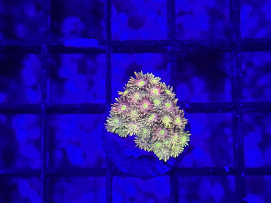 CKL presents Pink Lemonade Goniopora (frag#2) WYSIWYG