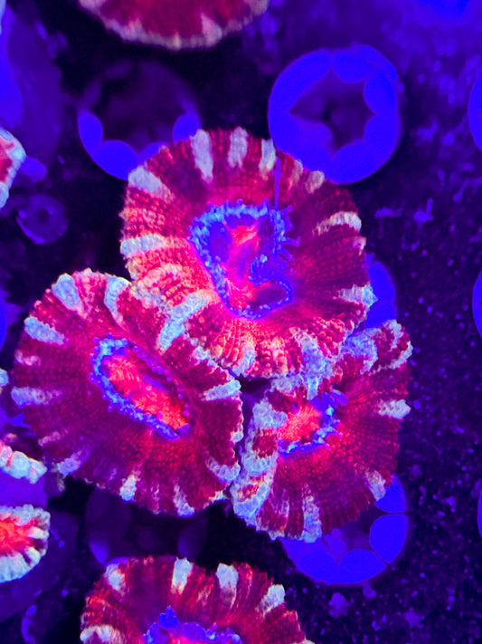 CKL Umbrella On Fire