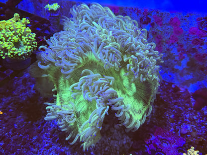 CKL giant elegance