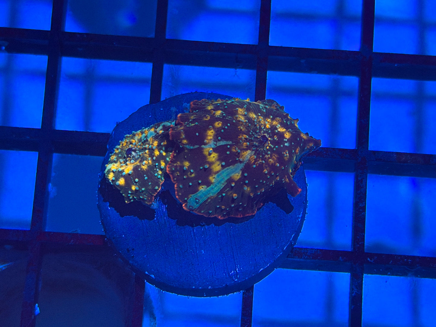 CKL Ultra Discomma Frag