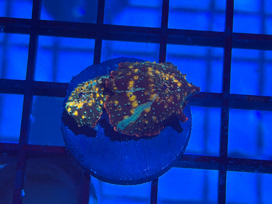 CKL Ultra Discomma Frag