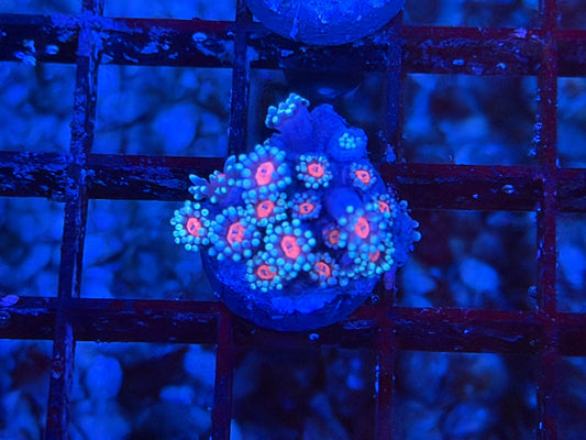CKL Sakura Goni #1