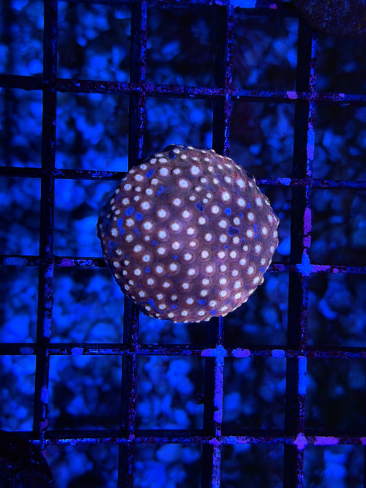 CKL Kinetic Cyphastrea #1