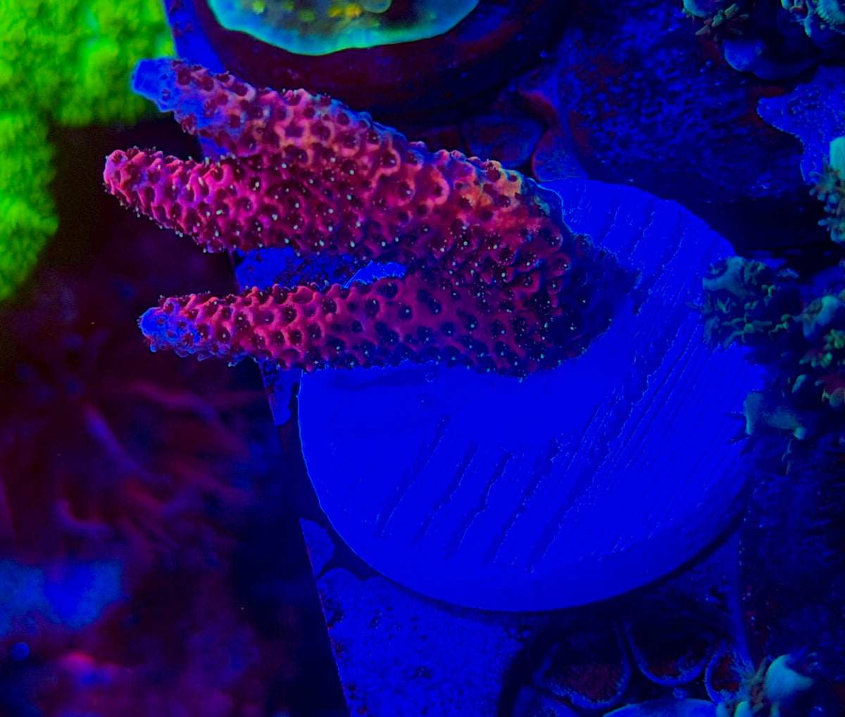 CKL Ultra Mille frag #2