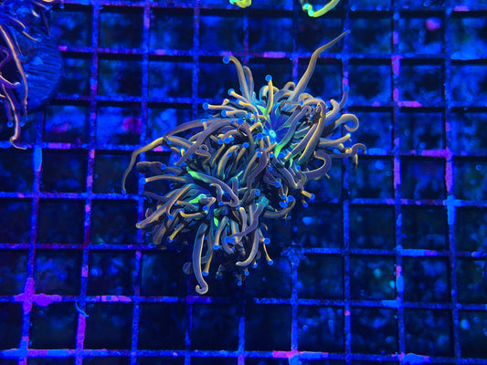 CKL Ultimate Dragon Tamer Torch