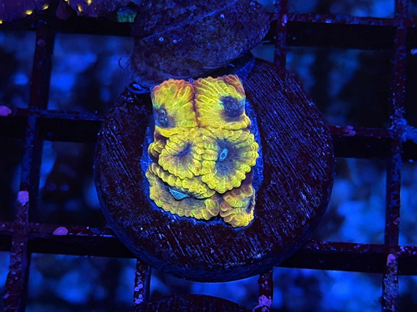 CKL Electric Daisy #1