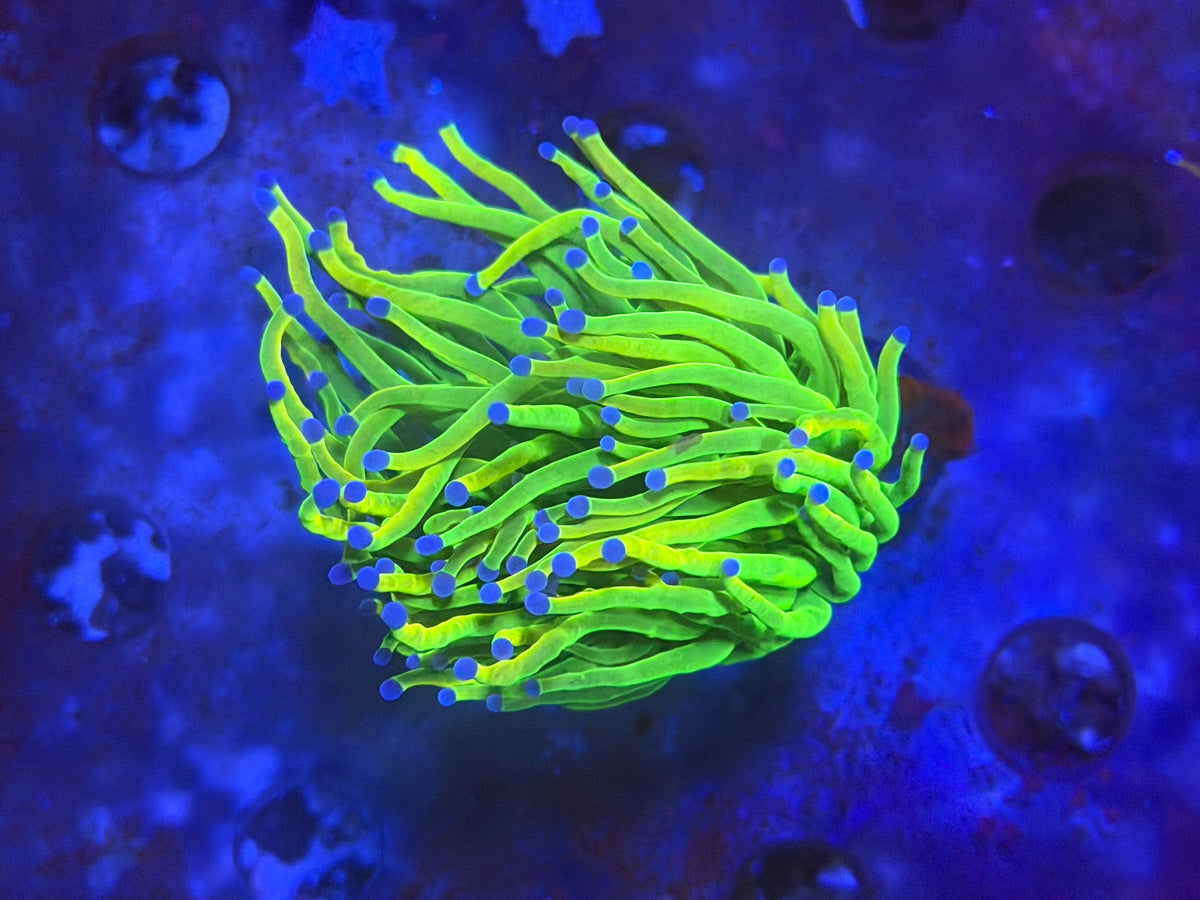 CKL Holy Grail Frag #1