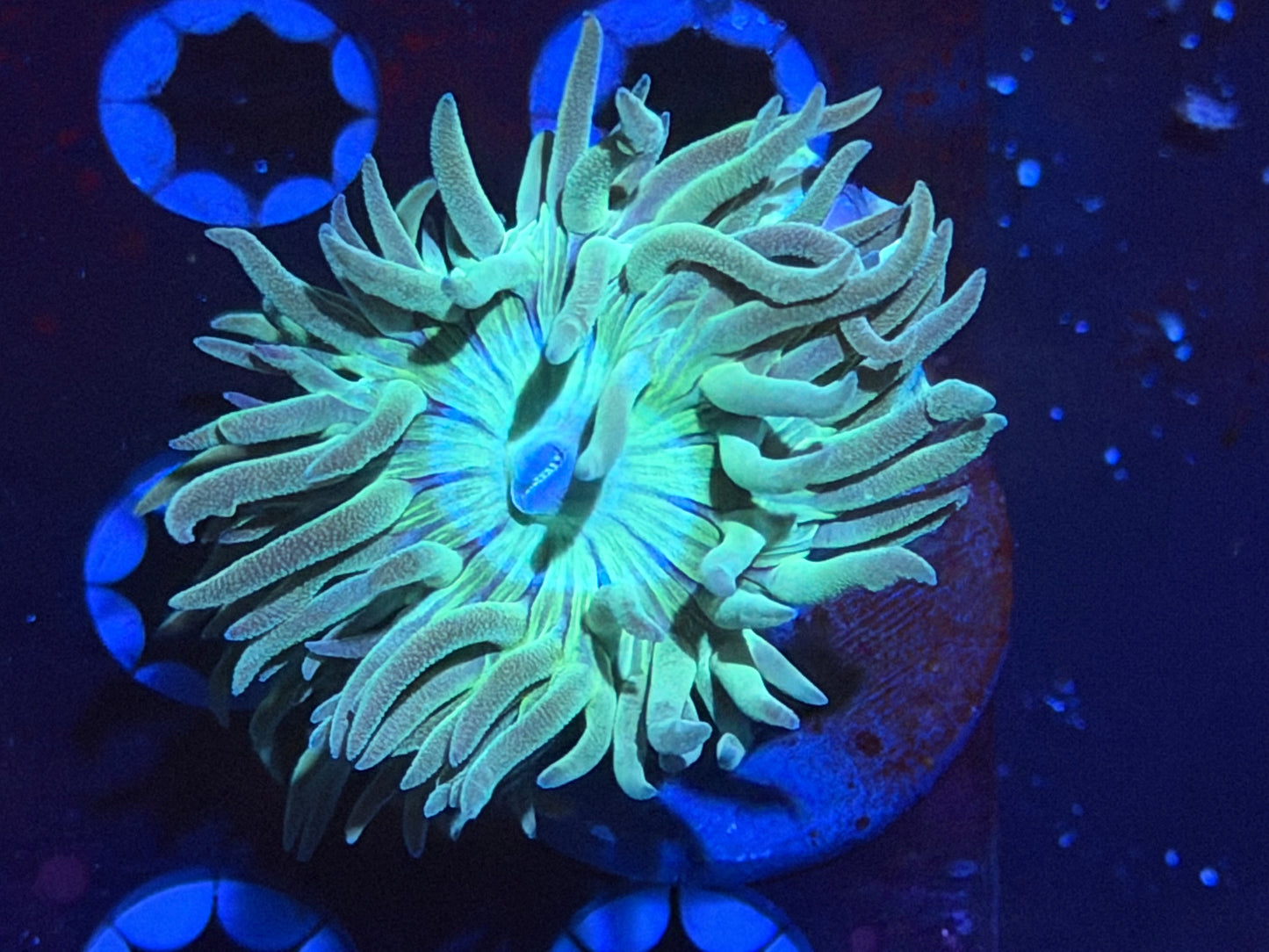 CKL Cultured Duncan Frag #1