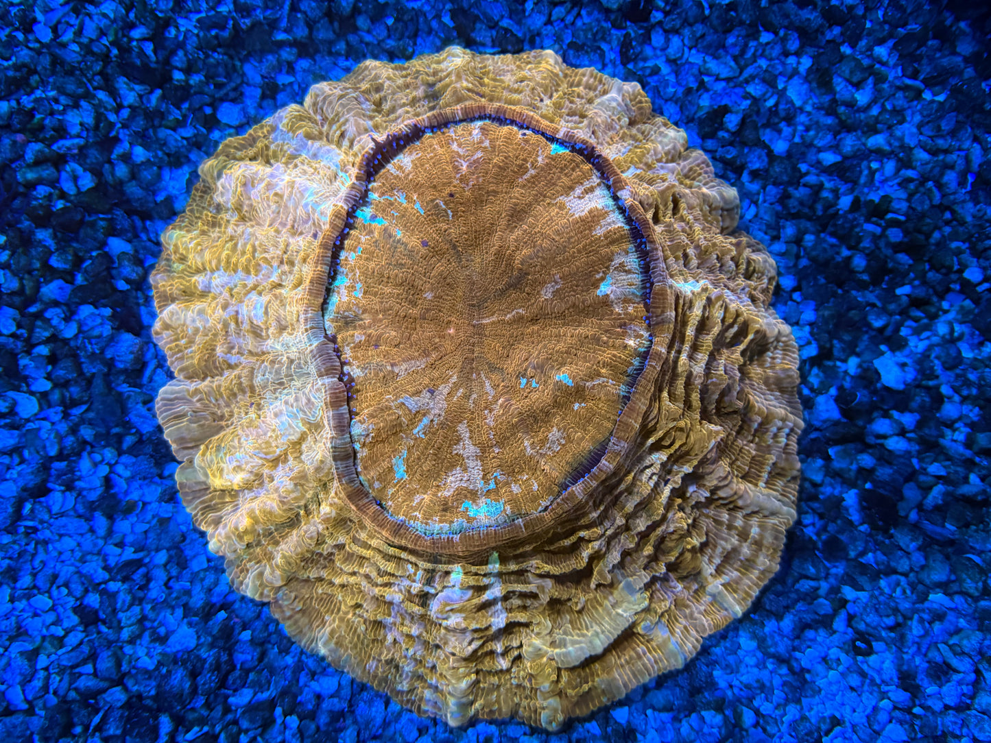 CKL ULTRA RAINBOW Acantho #1