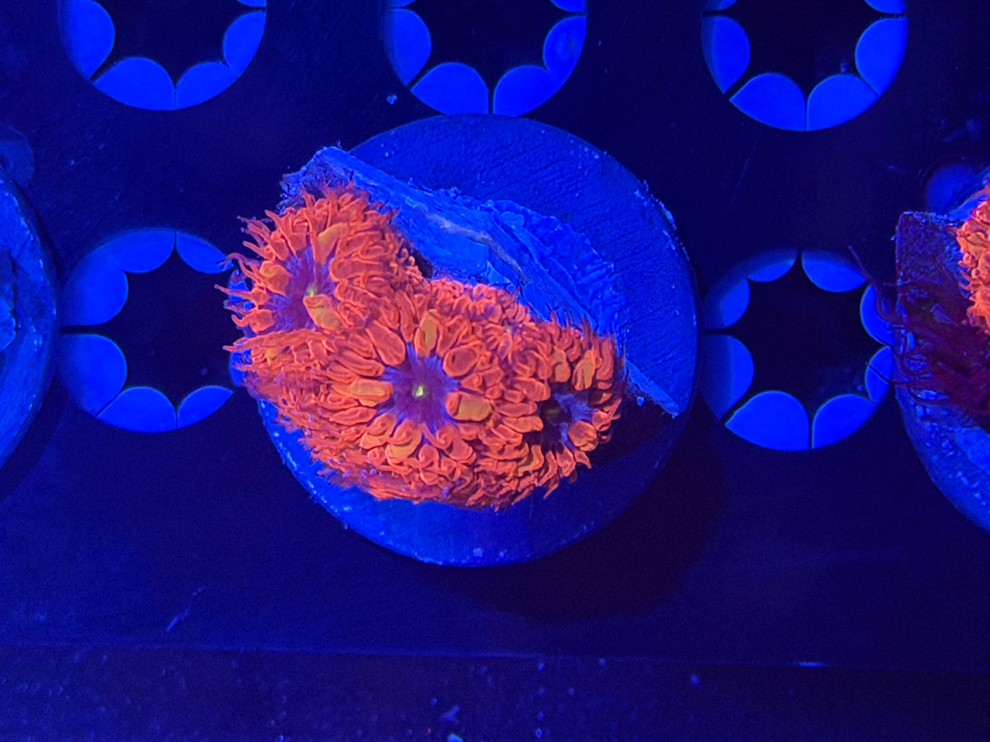 CKL Blue Raven #1