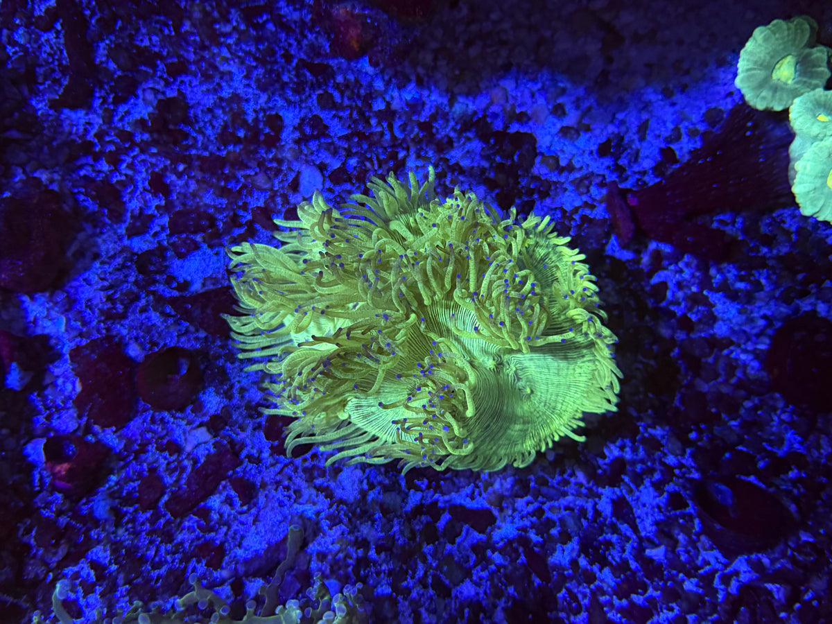 CKL Blue tip Elegance