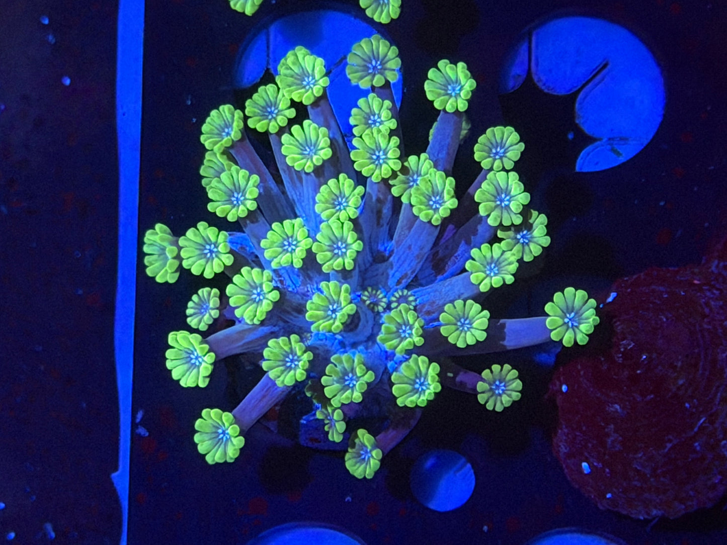 CKL Robins’ Egg Alveopora Frag #1