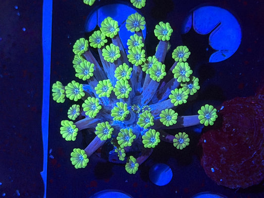 CKL Robins’ Egg Alveopora Frag #1