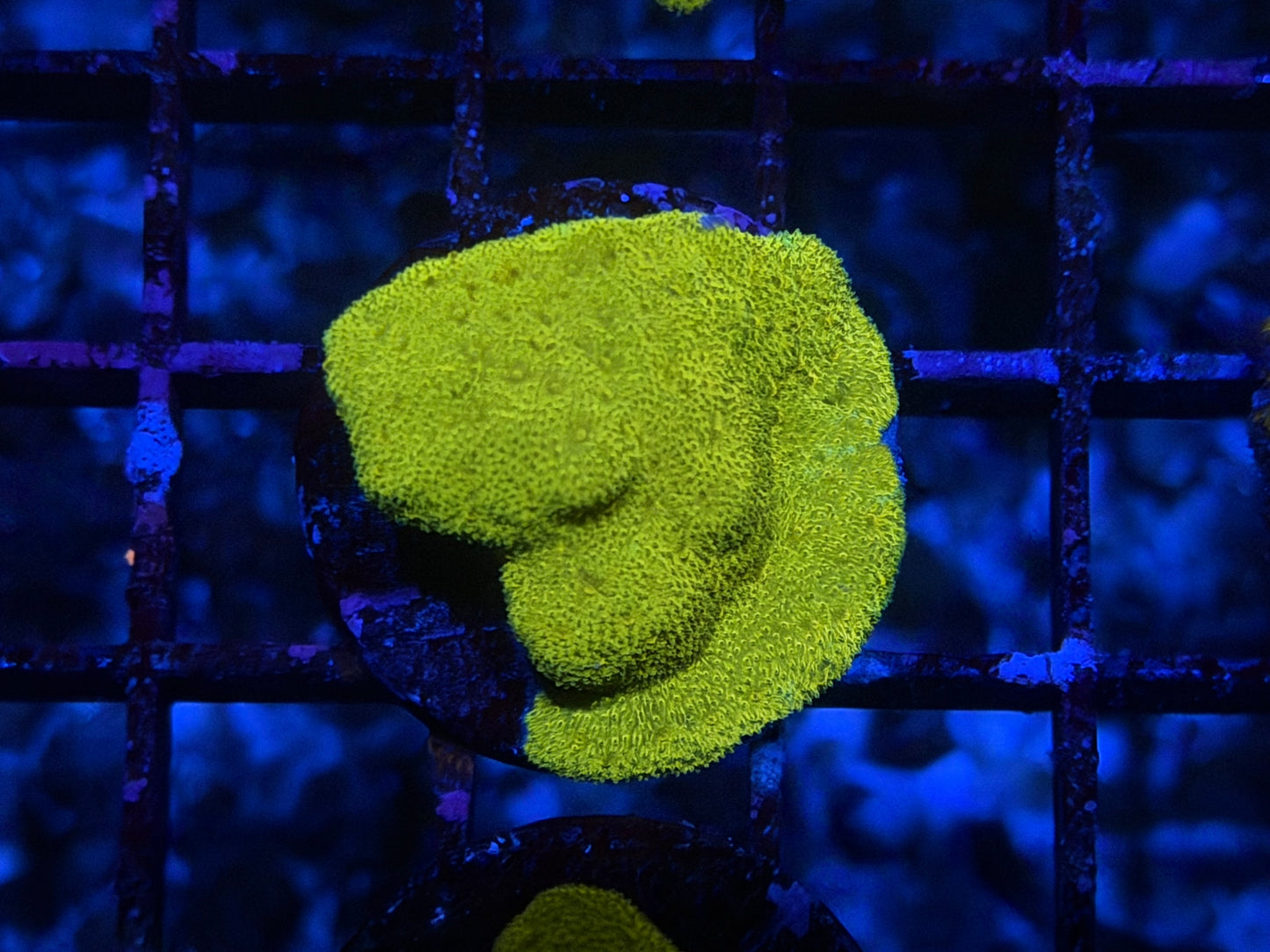 CKL Nuclei Psammocora Frag #1
