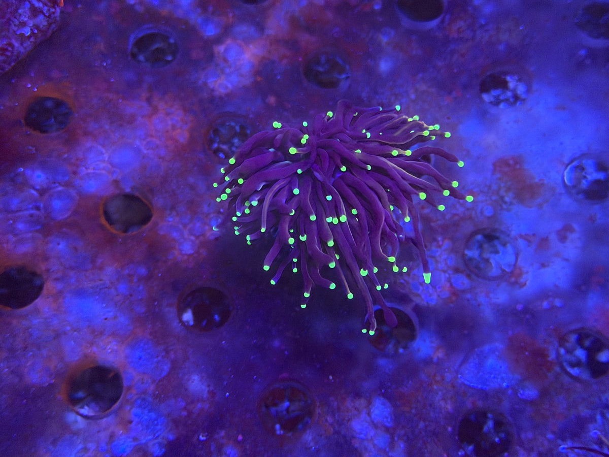 CKL Midnight Torch Frag
