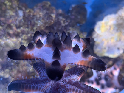 Chocolate Chip Starfish