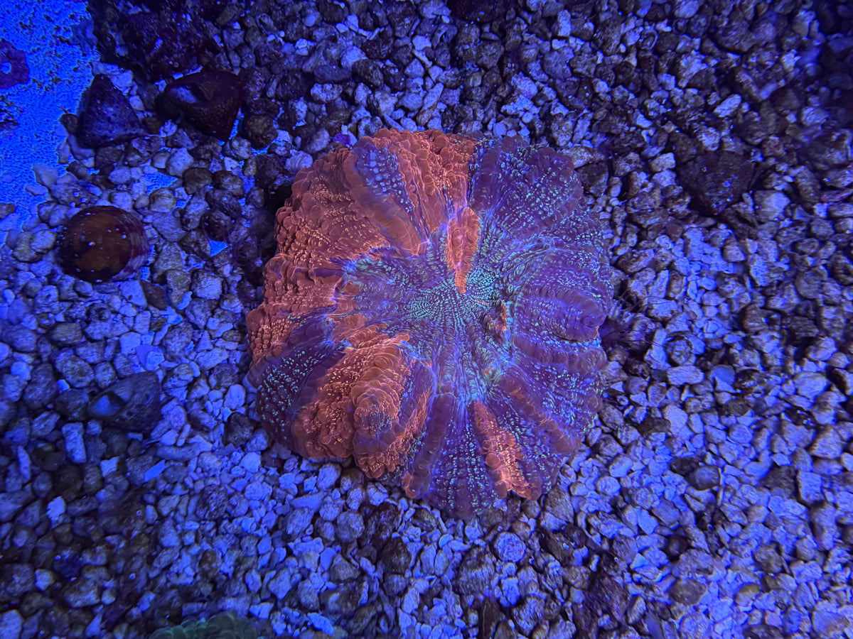 CKL Rainbow Acantho #3